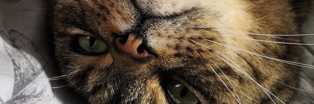 slink____'s profile banner image