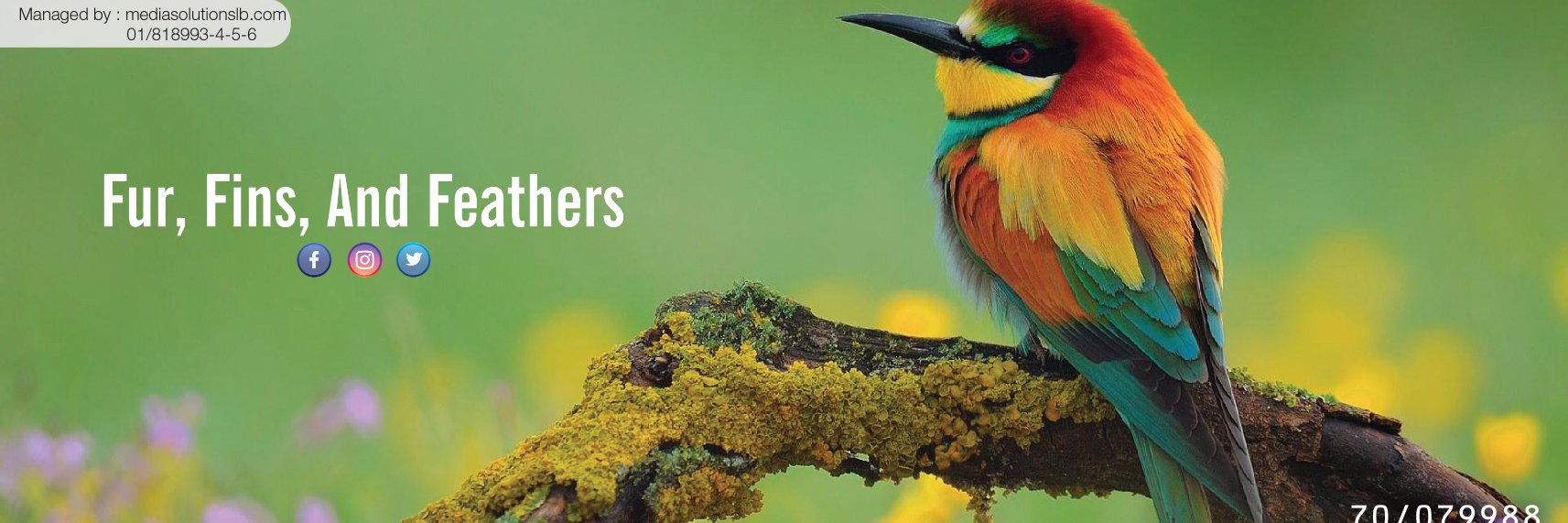 ParrotsKing's profile banner image