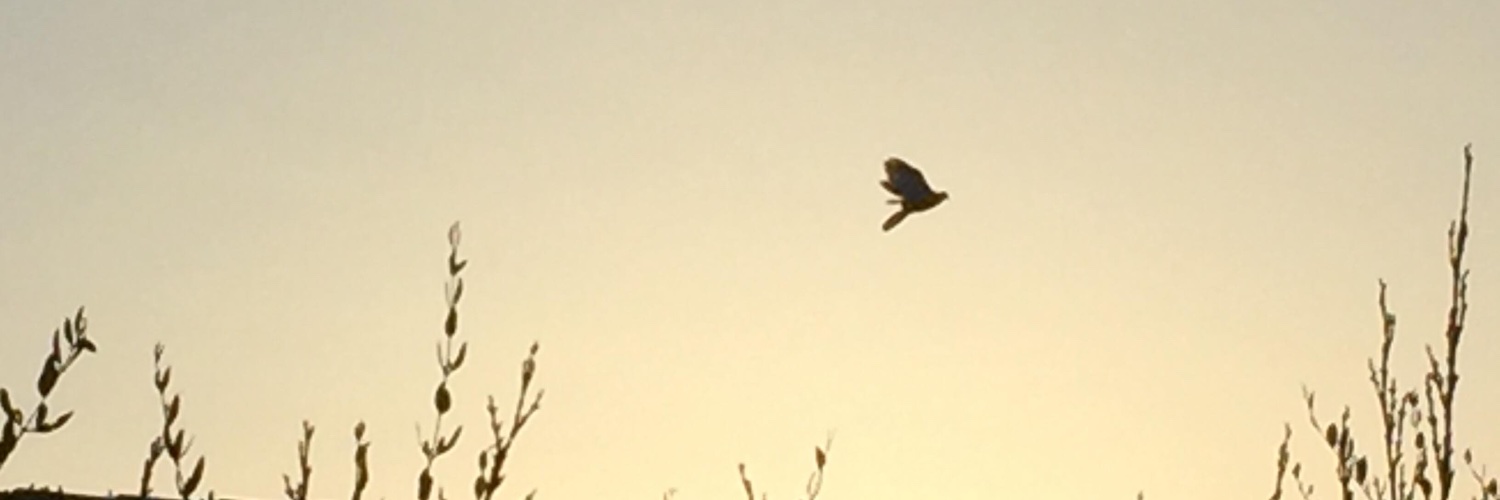 Morgan Buchanan banner