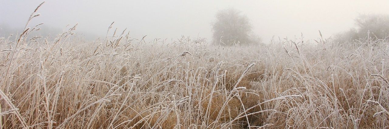 Onika Malm 𓆙 banner