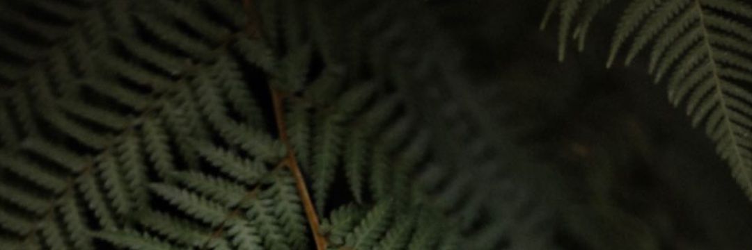Iavas_edhellen's profile banner image
