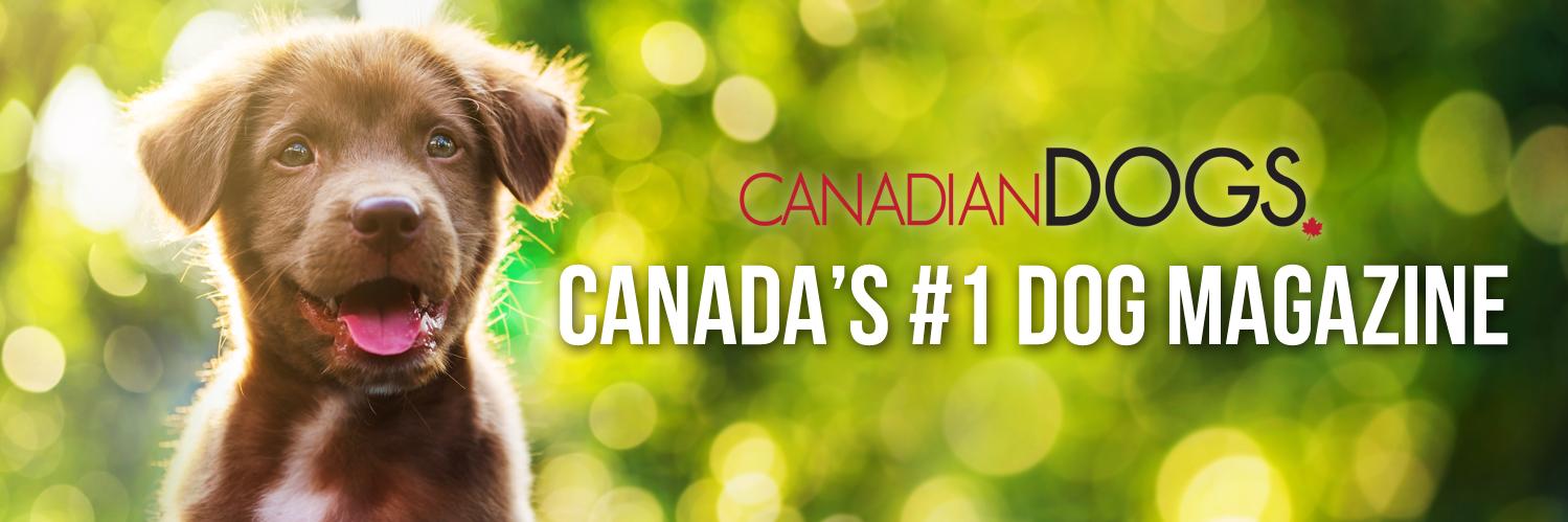 CdnDogs's profile banner image