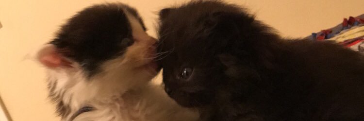_MarinaMikhail's profile banner image