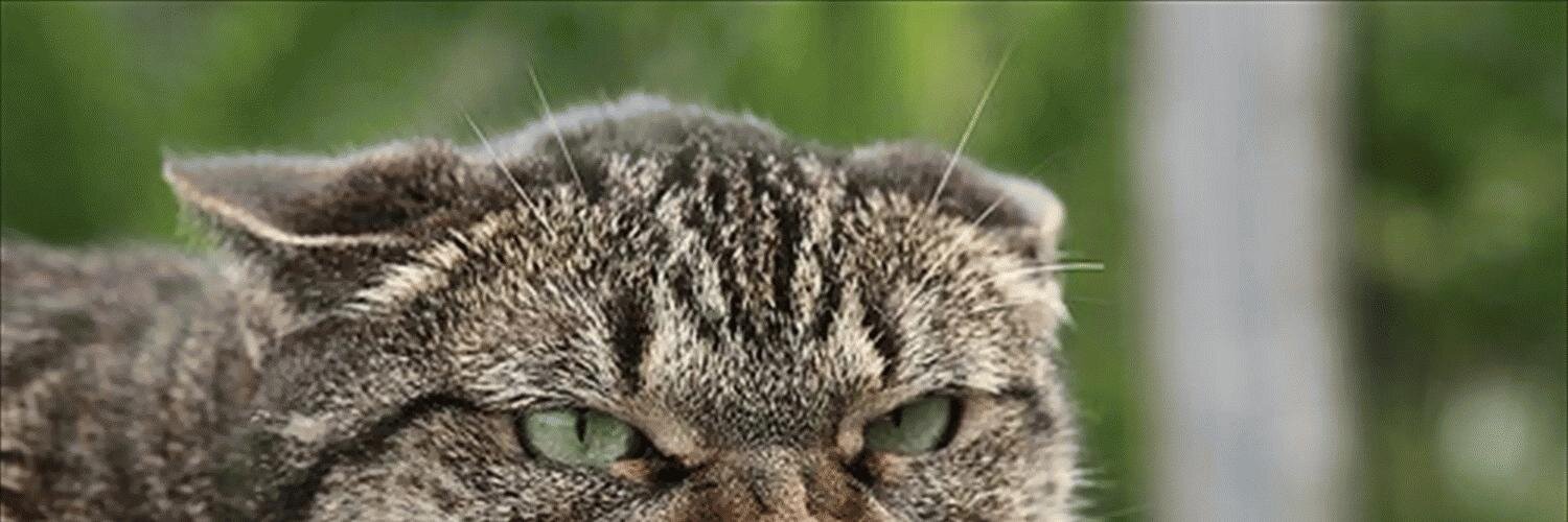 kitsemen's profile banner image