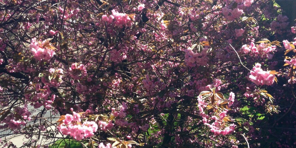 Chelle_Ahearn's profile banner image
