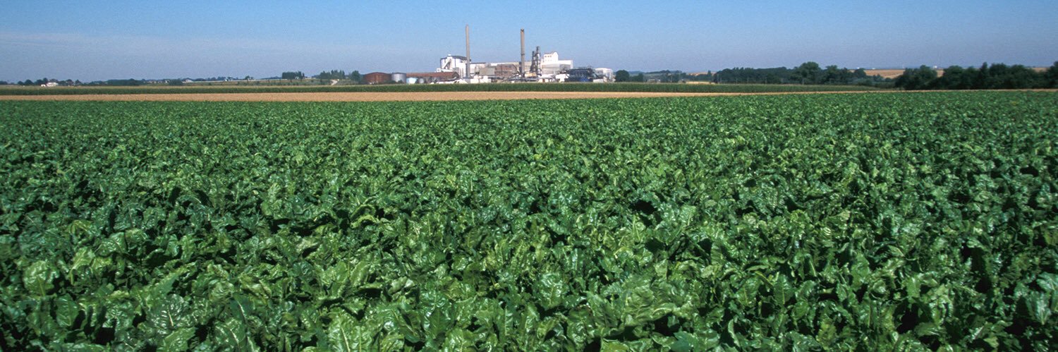 Franck Sander banner