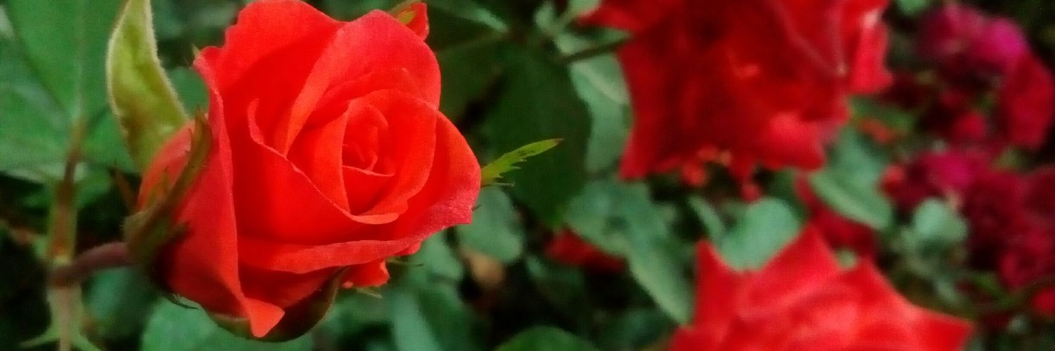 rnbiswas96's profile banner image