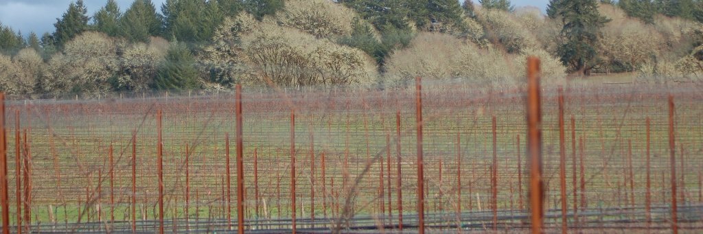 vineyard_posts's profile banner image