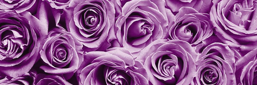 jquellinn's profile banner image