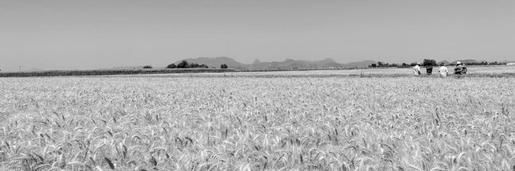 Francisco Piñera banner