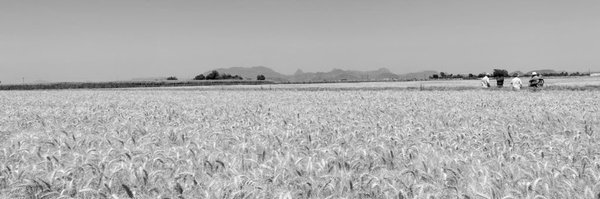 fpinerach Profile Banner