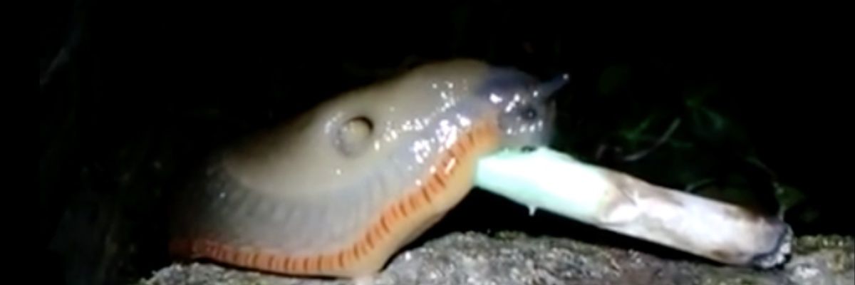 🍄🐇Slug🐌🍄 banner