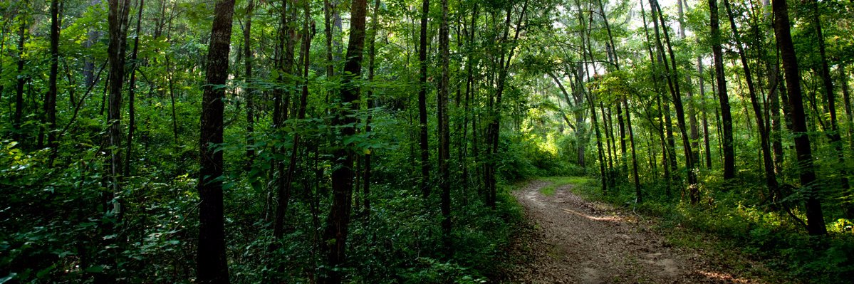 🌿Dr. Eleni D. Kring banner