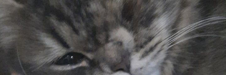 نور banner