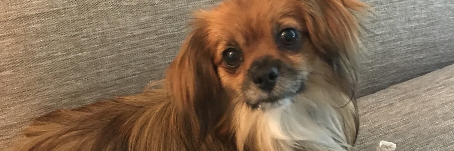 mwanimaltrain's profile banner image