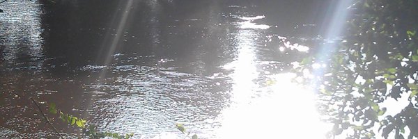 BongoThePongo Profile Banner