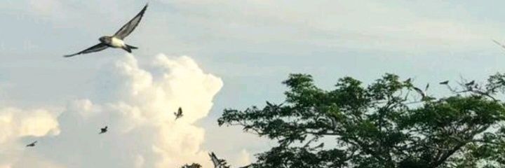 _RDMariana's profile banner image
