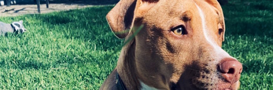 Avaxox3's profile banner image