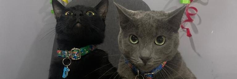 _SindyMartin's profile banner image