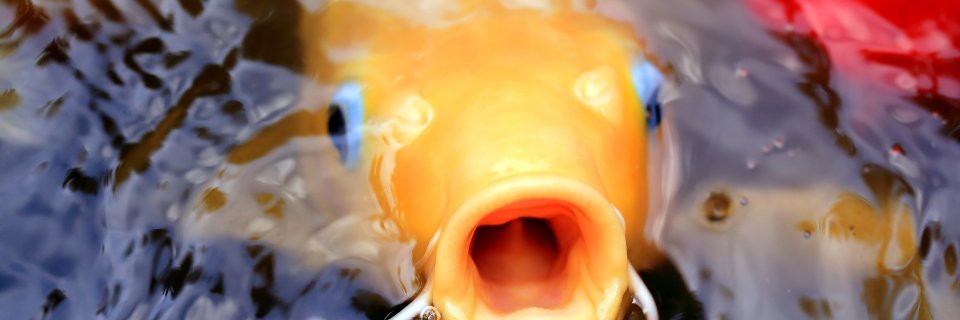 Koi Fish Fact banner