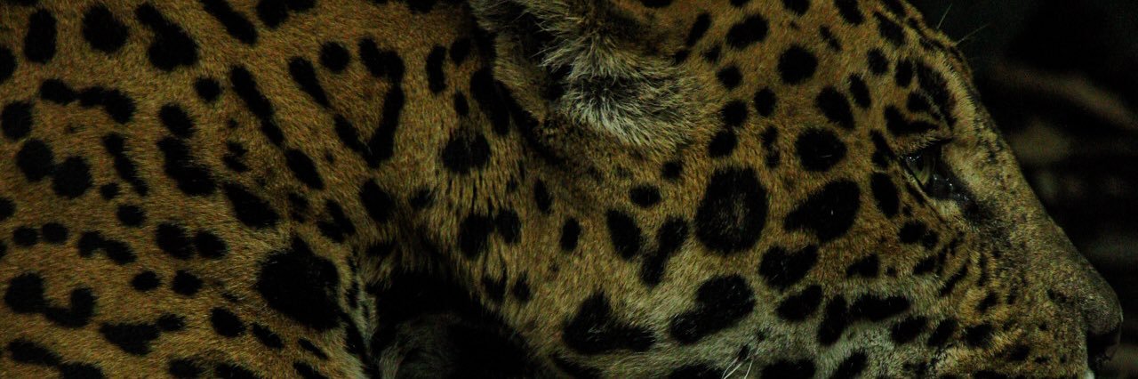 jwilliamhorner's profile banner image