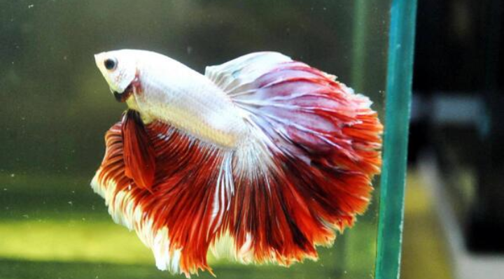 _BettaFish's profile banner image