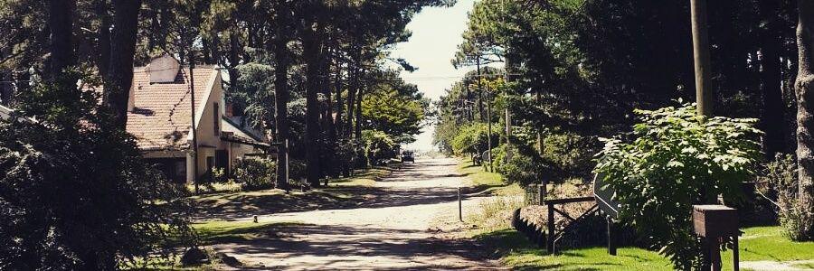 Maqui banner
