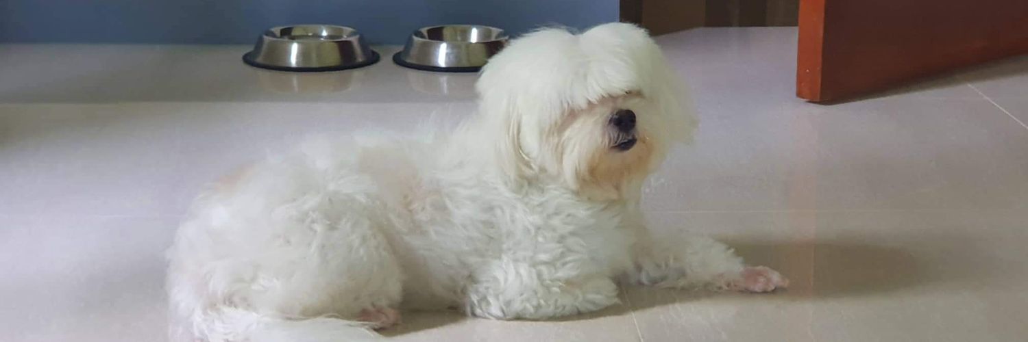 🇽 || 🍉 #LabanGabriela banner