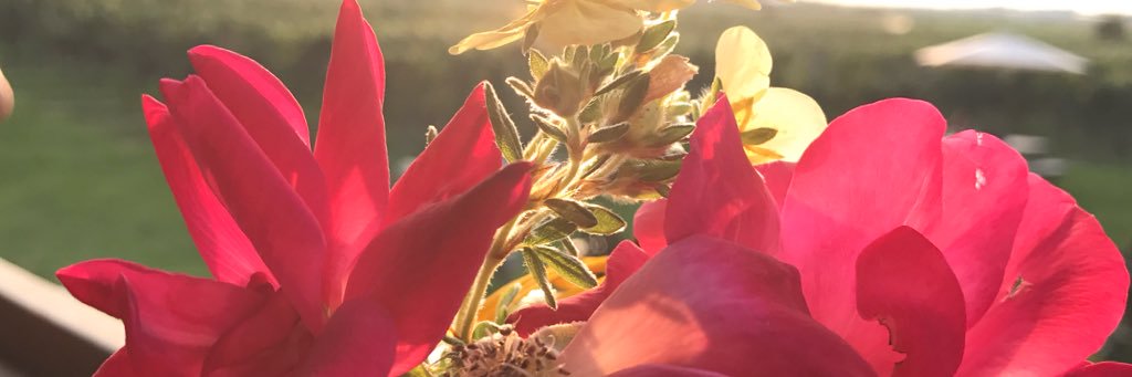 megmooch's profile banner image