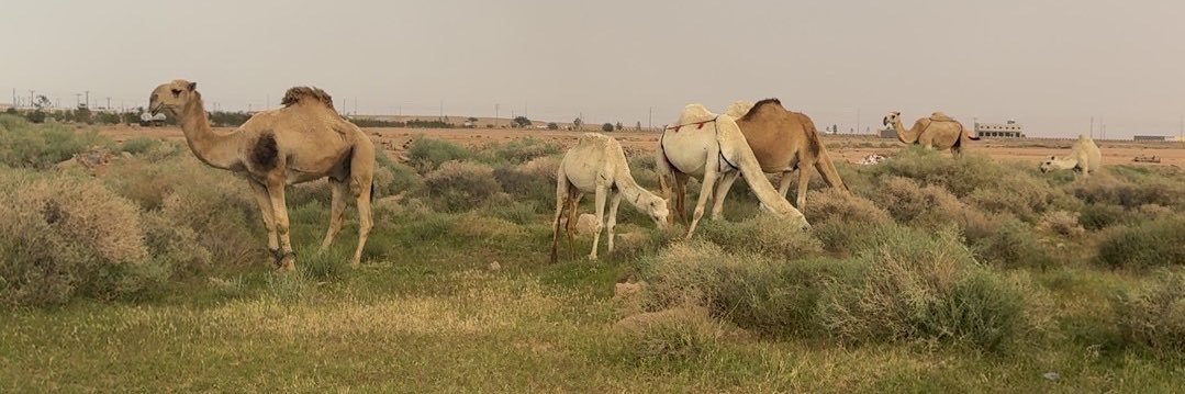 تركي بن ممّدوح banner