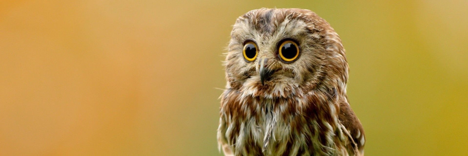 Factory Reset banner