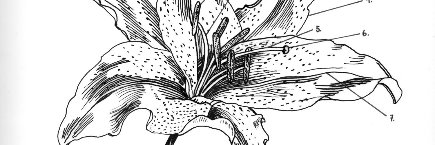 Jane Anderson banner