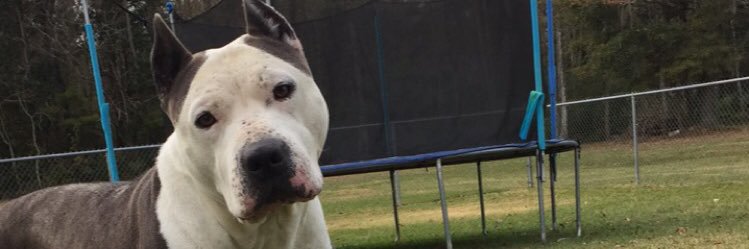 Dayton Guercio banner