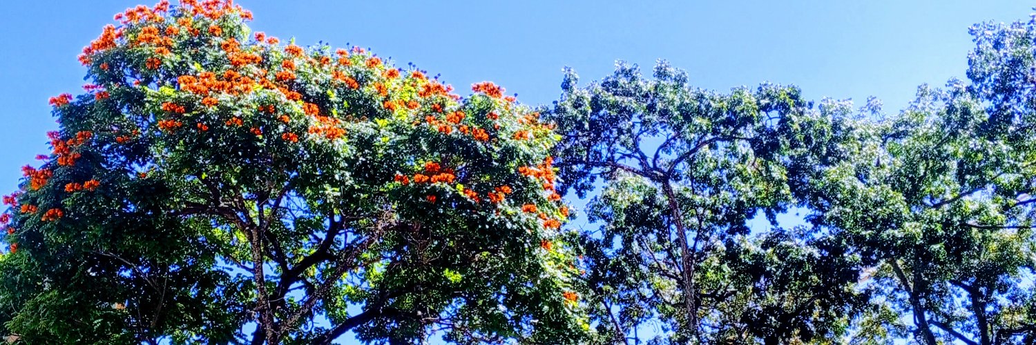 lorelrey's profile banner image