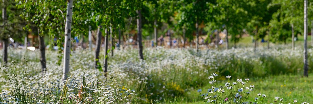 Landscape Institute banner