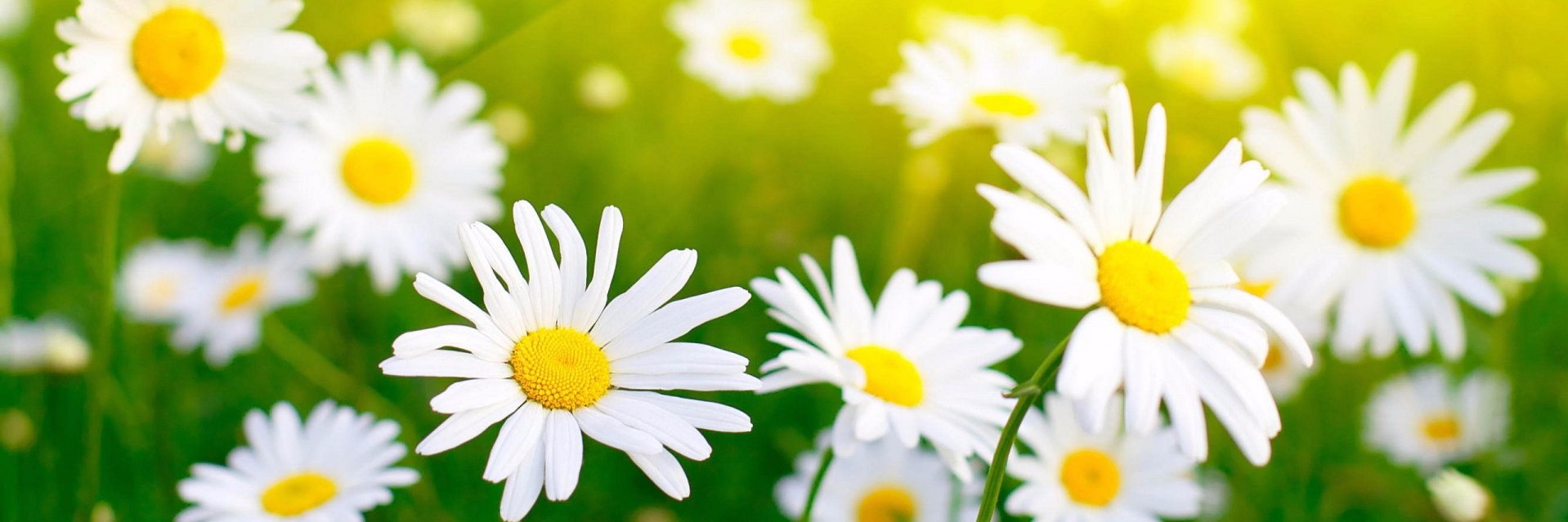 MsLovercheck's profile banner image