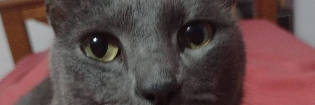 melinaconese's profile banner image