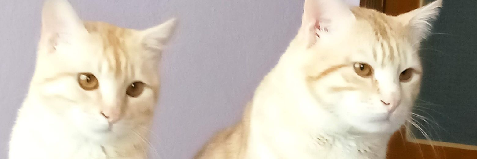 Ali İhsan Dilmen banner