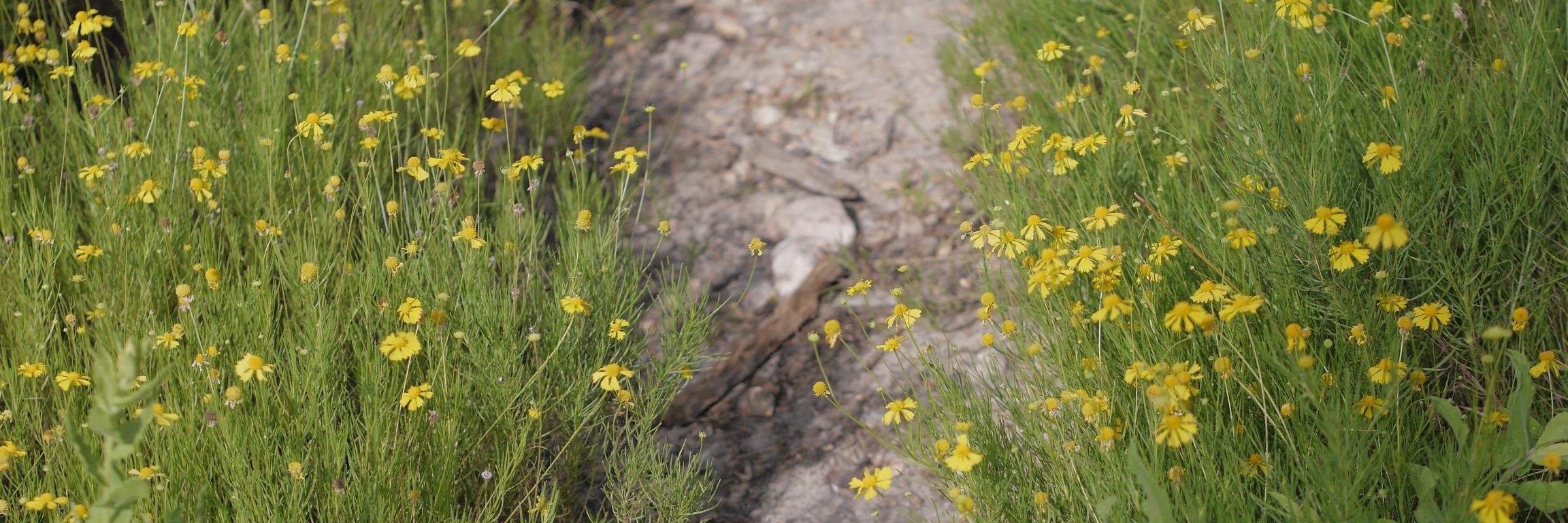 Ilya Polyakov banner