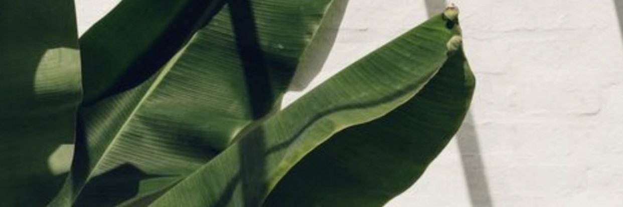FierceTuli's profile banner image