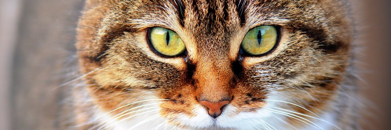 CatLifeUK's profile banner image