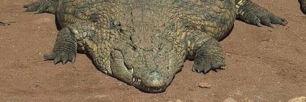 Guigi Gator banner