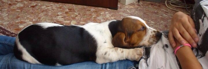 Victoria Pertusa banner