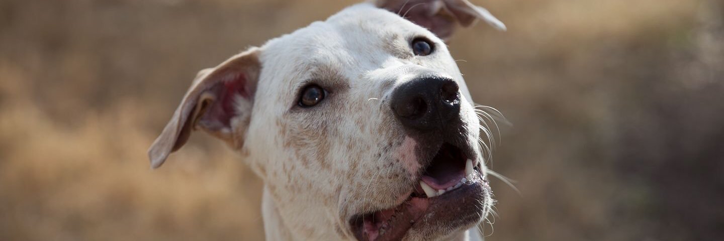 BastropAnimalRescue banner