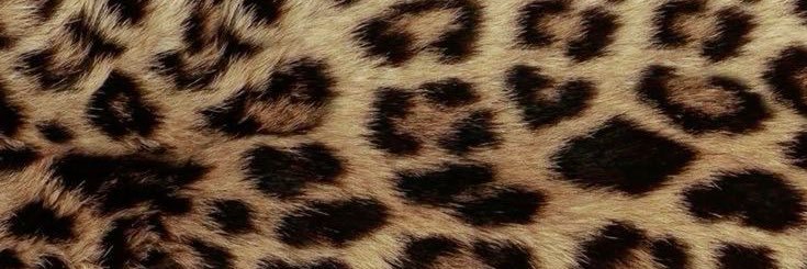 ayeesha_13's profile banner image