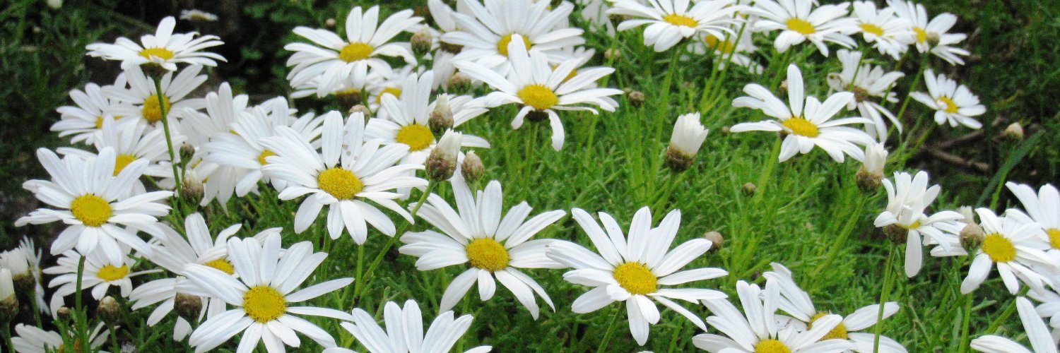 floweringbard's profile banner image