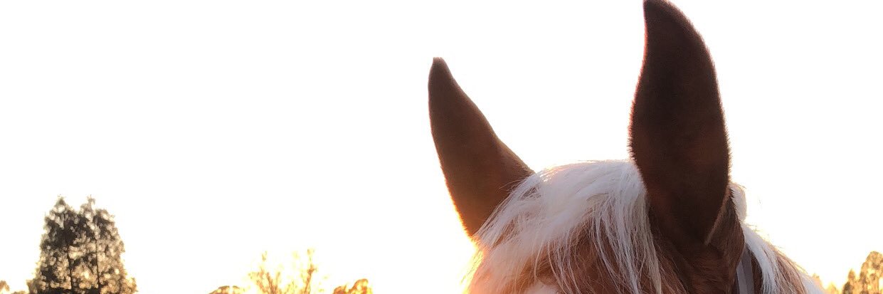 equinebabe's profile banner image