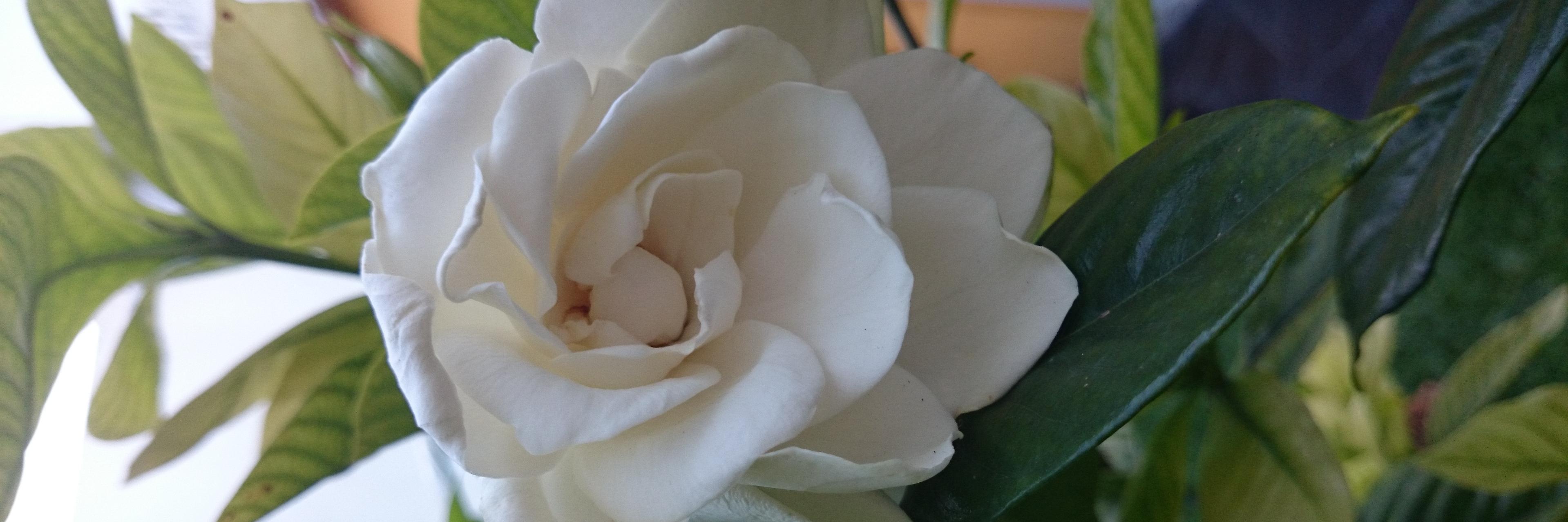 Virginia Ballesteros banner