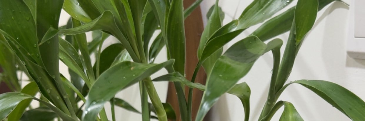 مَها 🌱✨ banner