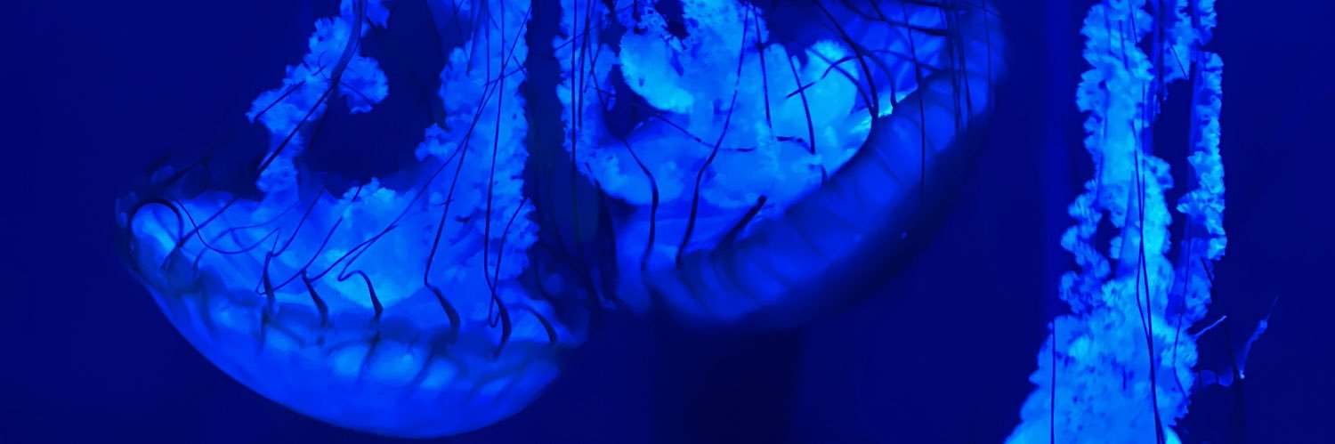 Aspiringwrit3r 🇺🇸 banner